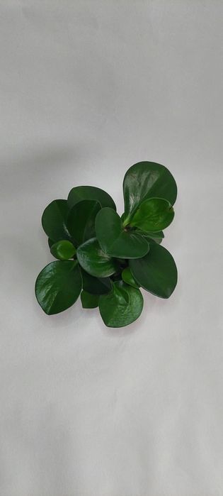 Продам комнатные растения