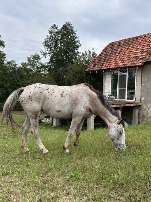 Cal de drumetie pentru oricine! Appaloosa iapa de calarie