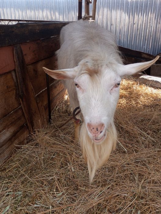 Продаю козла возраст три года