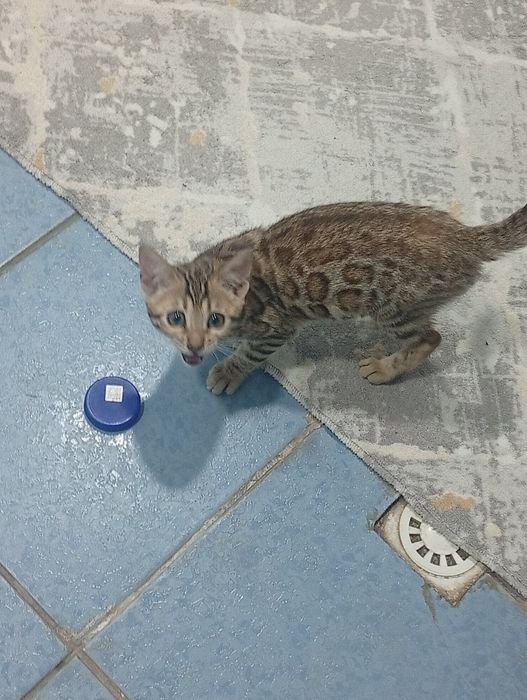 Бенгальская чистокровная кошка