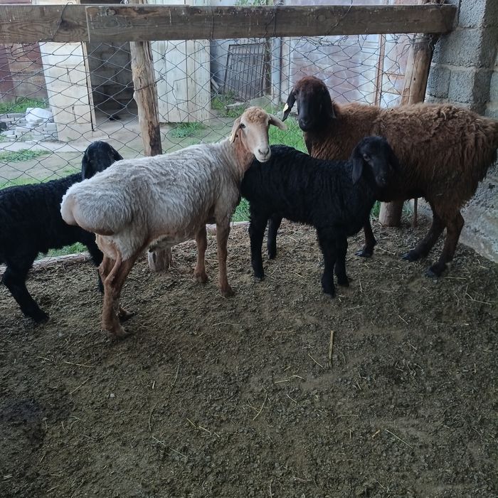 Қозылы қойлар сатылады