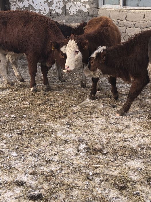 30 бас ұрғашы торпақтар сатылады