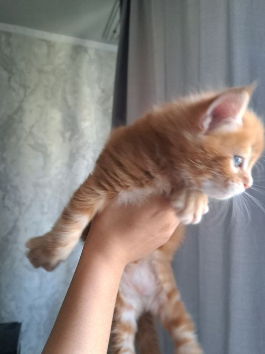 Шикарные Мейн-куны в продаже