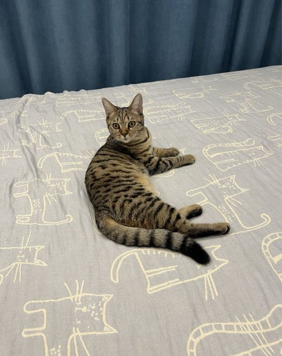 Кошка 2,5 года Караганда