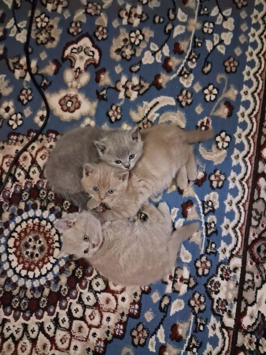 Продаются котята