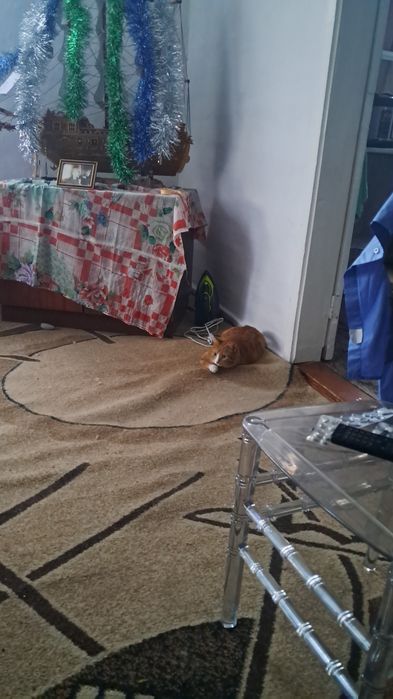 Отдам кошку с котёнком