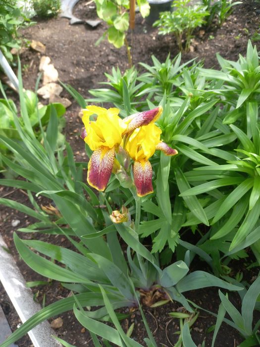 Продам дачу по Зерендинский трассе