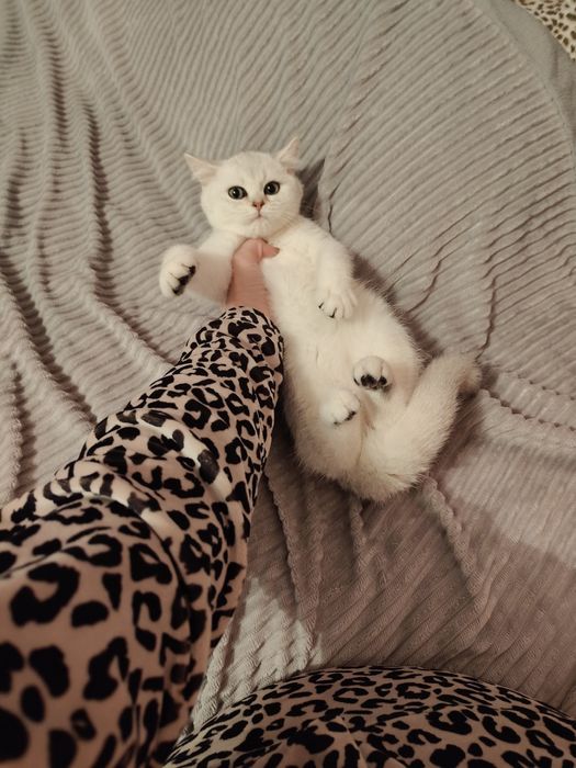 Котята Драгоценного Окраса Шиншилла