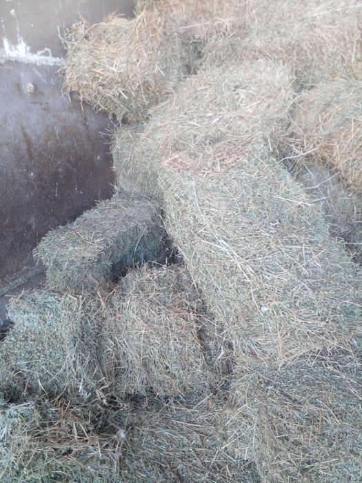 Клевер.третий укос