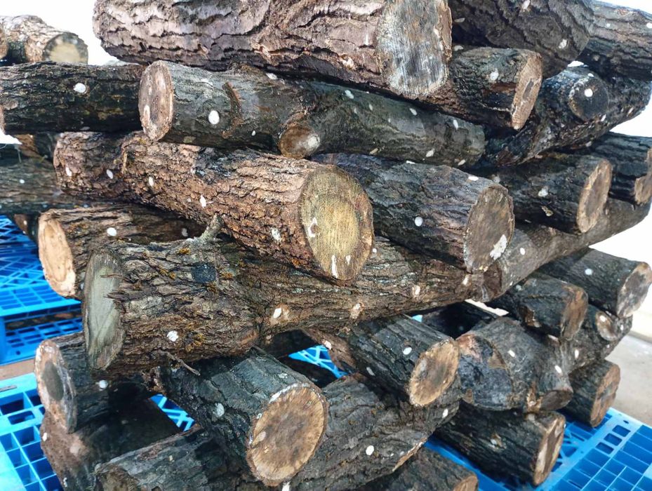 Дава се под наем Промишлена сграда в с. Яхиново, Област Кюстендил - 120 кв.м за 765 € - Снимка #2