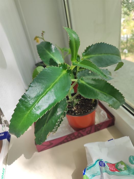 Каланхоэ лечебный