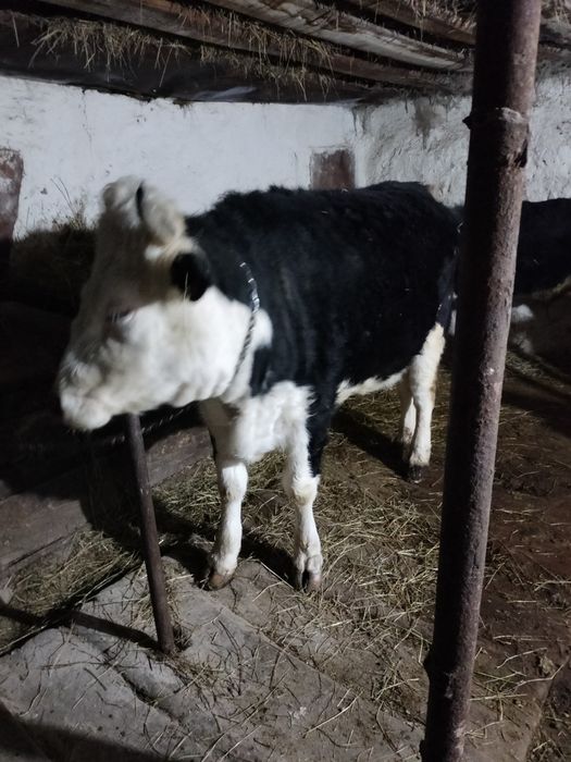 Мясо Ет Кашар откорм сатылады