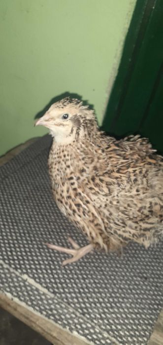 Prepelițe pui de prepeliță ouă