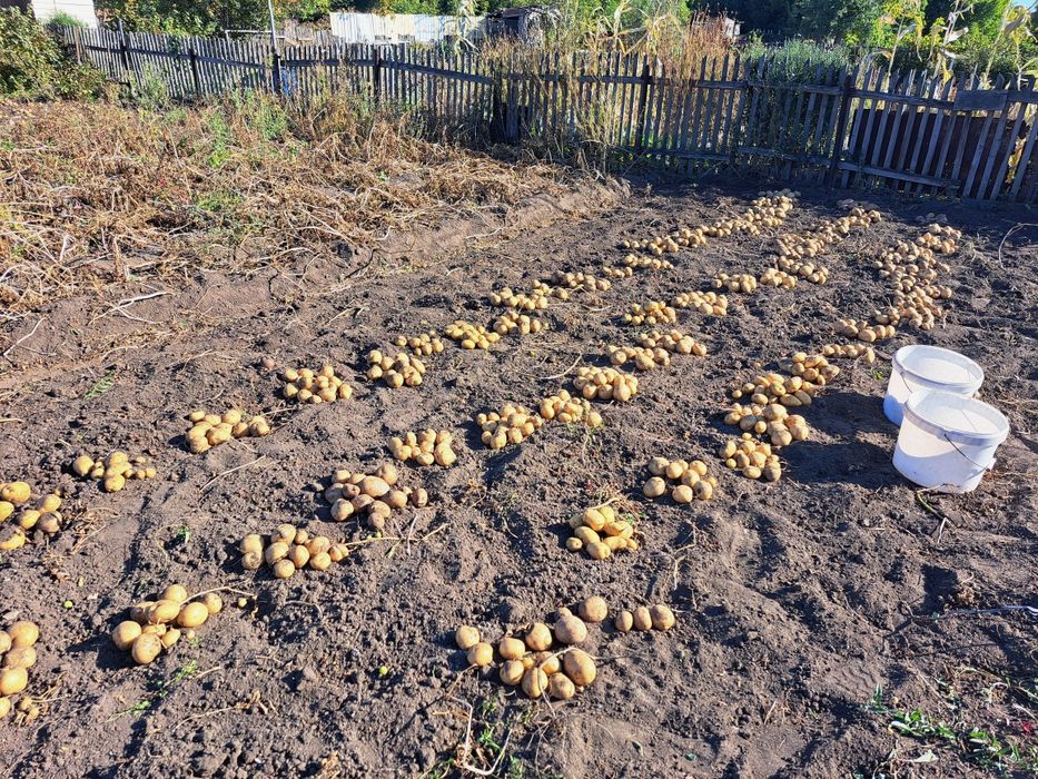Продам домашний картофель