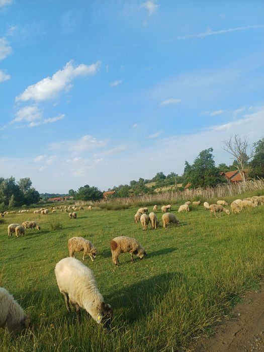 Vând oi cu miei langa ele