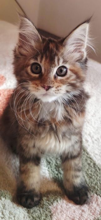 Fetița Maine Coon