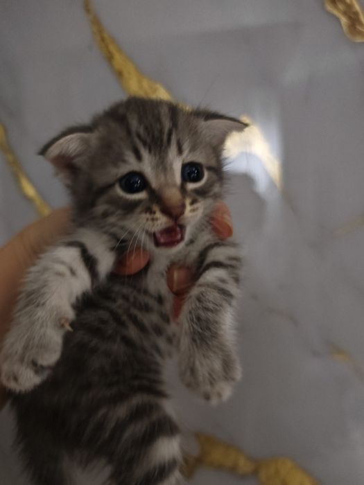 Продам милых котят