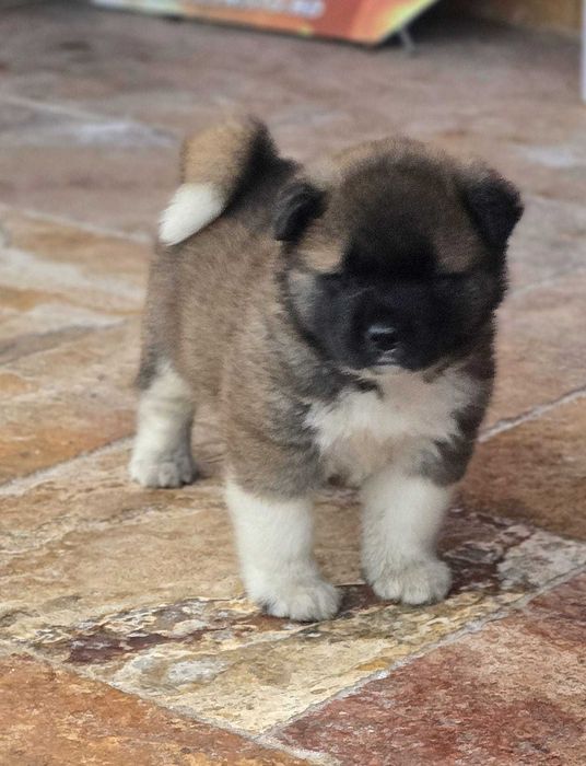 American Akita puppy