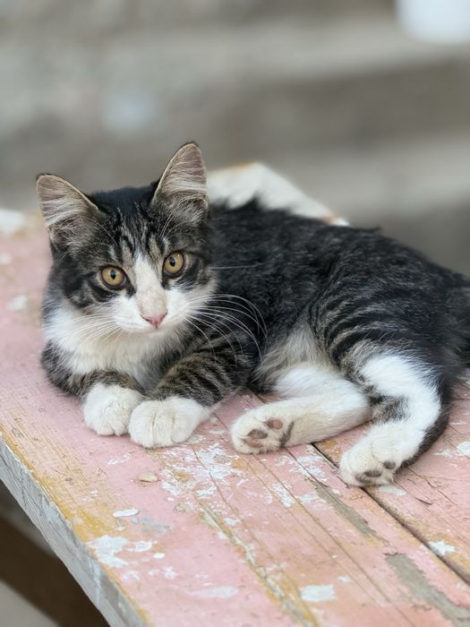 Кошка,котёнок,марғау