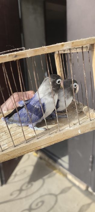 попугаи на продажу