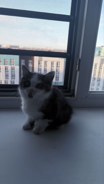 Котенки приручены к лотку