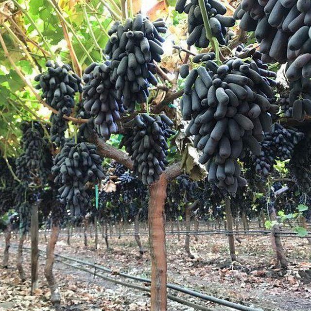 Uzum ko'chatlari sotiladi