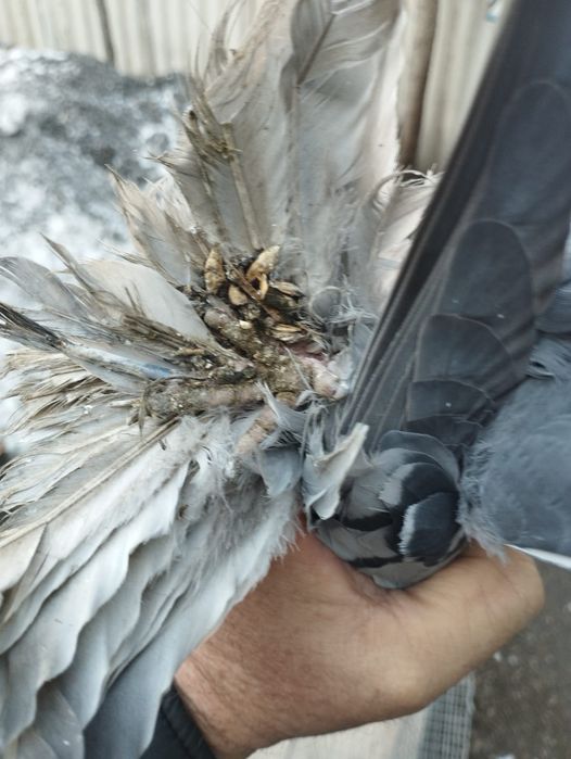 Продам самца сизы