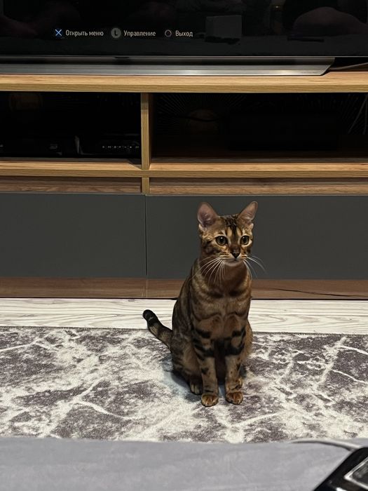 СРОЧНО Продаётся бенгальская кошка девочка