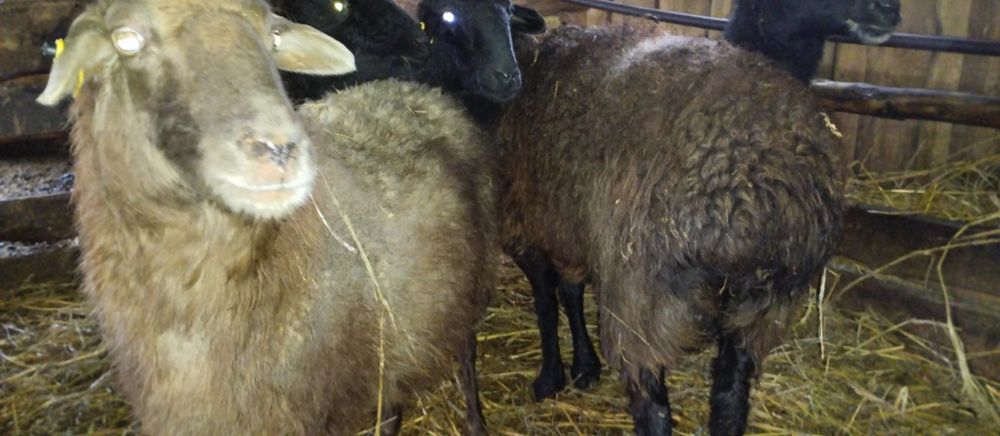 Кой. Токты семиртилген