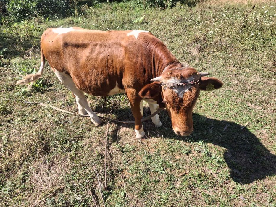Vand taur baltat românesc