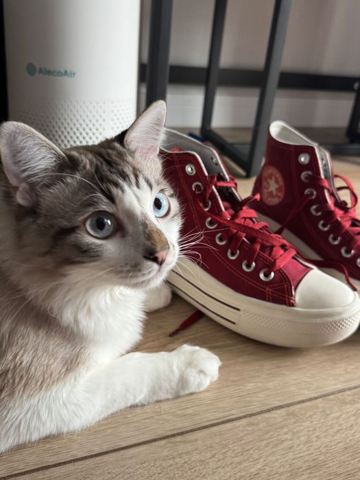 Converse  inalti rosii, platforma