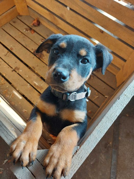 Кученце Ротвайлер