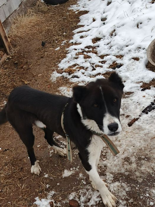 Alabay sotiladi 10 oylik kuchuk