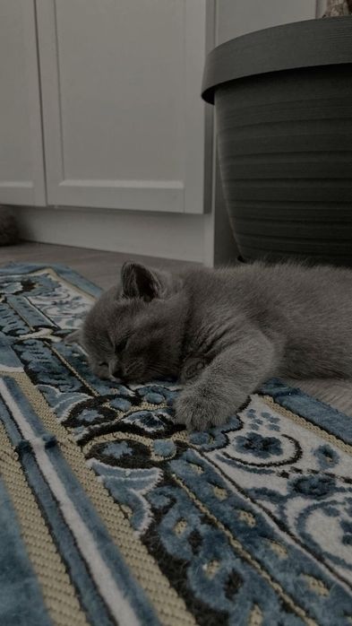 Продам британские котят