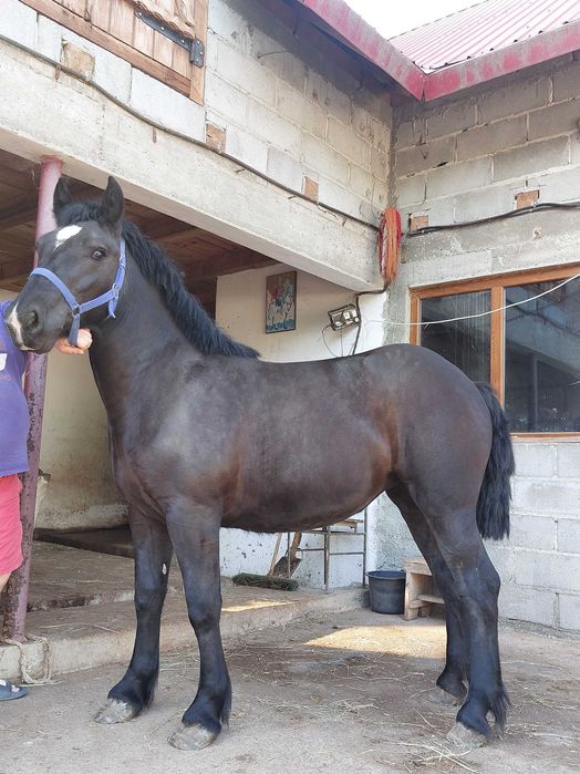 Mânză semigrea de vânzare