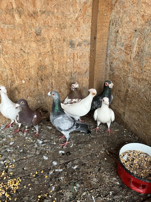 Voiajori stil vechi si Duduros