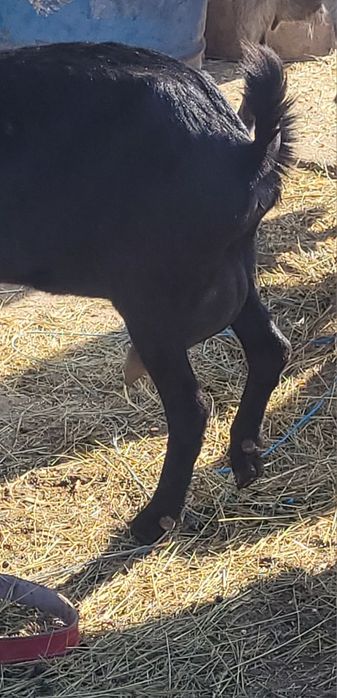 Capre cu iezii  mari