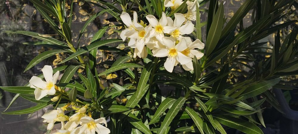 Големи олеандри ( лян,зокум)