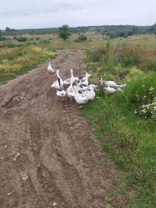 Vand pui de gasca de anul asta si gaste bătrâne