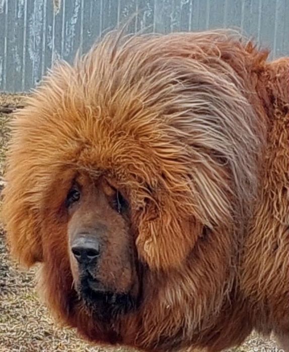 Тибетский мастиф — не для всех. И в этом его сила.
Это не собака «для