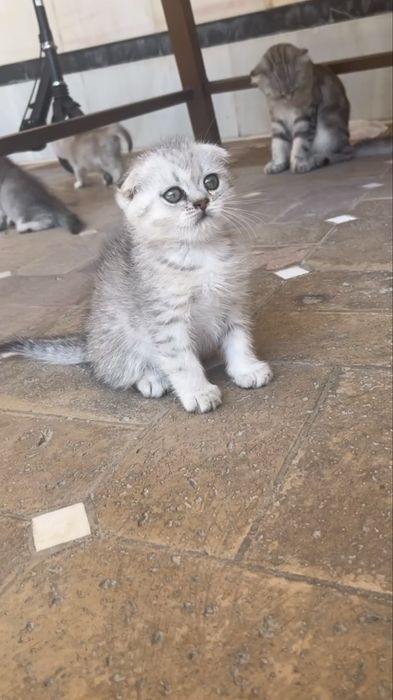 Скотиш фолд и скотиш страйт Skotish fold Skotish strayt