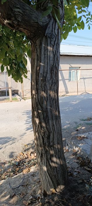 Yalangoch Babayan surati