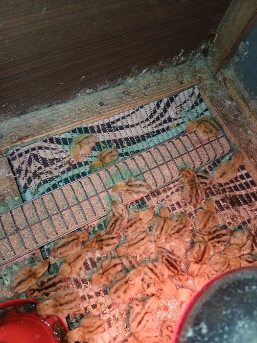 Pui prepelițe Jumbo Gold