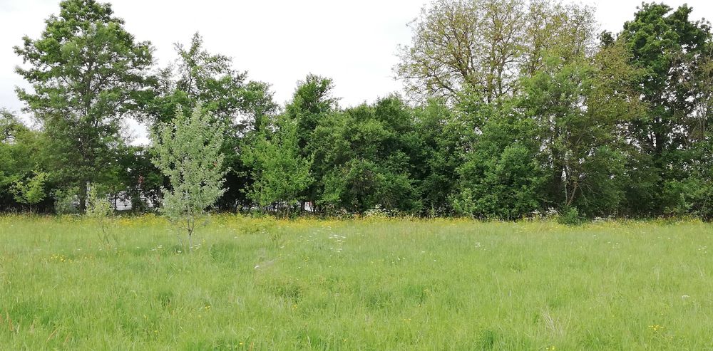 Vand teren intravilan 11.500 mp + cladire de renovat\demolat in Varadia de Mures, jud. Arad
