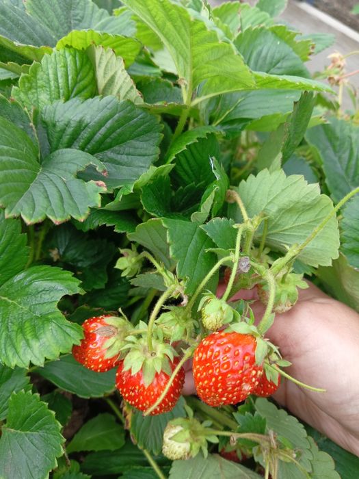 Продам рассаду клубники, сорт "Елизавета"