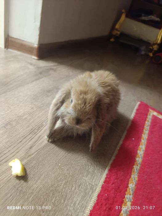 Кролик маленький