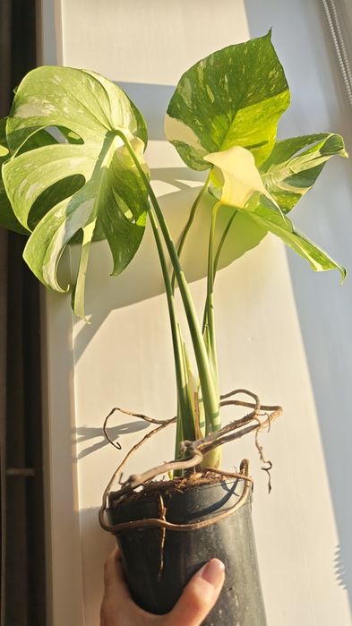 Монстер Альба и Тайское созвездие