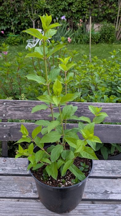 Взрослый куст гортензии Gardenlight Lemonlight (Brightlight)