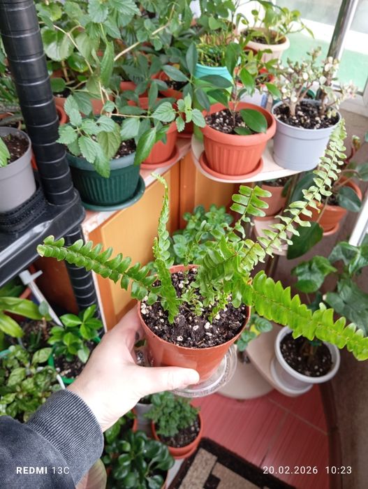 Продам комнатные растения