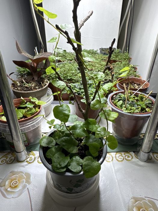 Продам фикус Пумила!